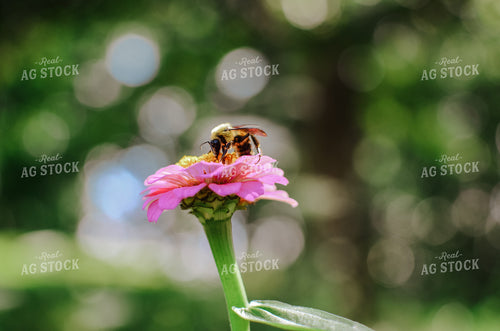 Bee on Flower 125080