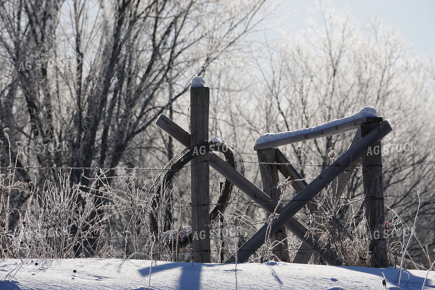 Snow Fencerow 194001