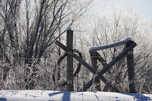 Snow Fencerow 194001