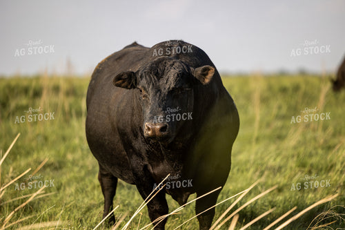 Angus Bull 72180