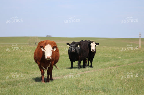 Cattle in Pasture 82076