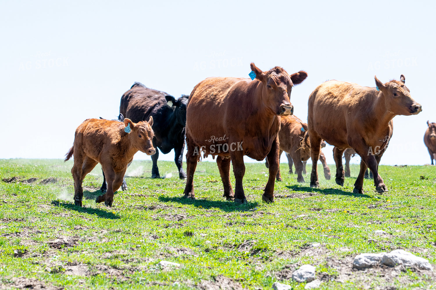 Red Angus Cattle Running in Pasture 193097
