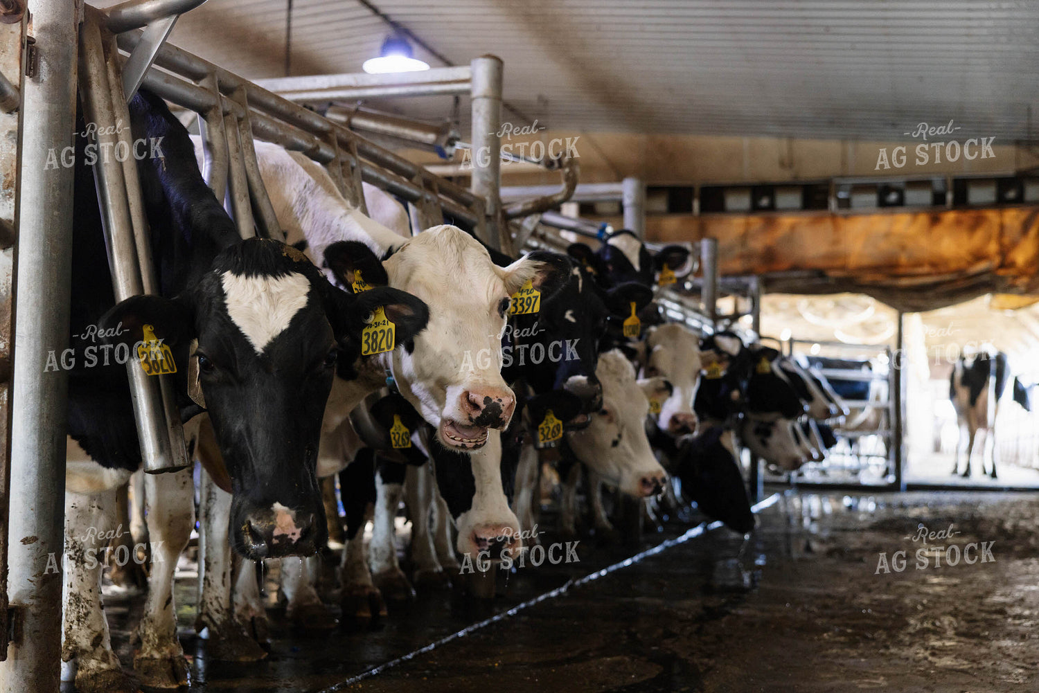 Cattle in Milking Parlor 152742