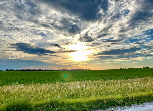 Midseason Corn Landscape 277017
