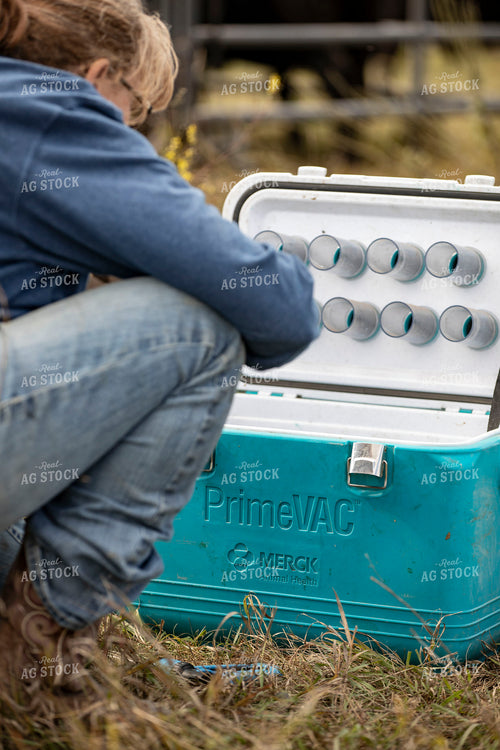 Working Cattle 285098