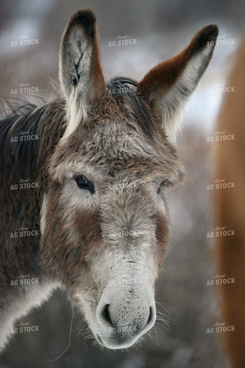 Face of a Donkey 110025