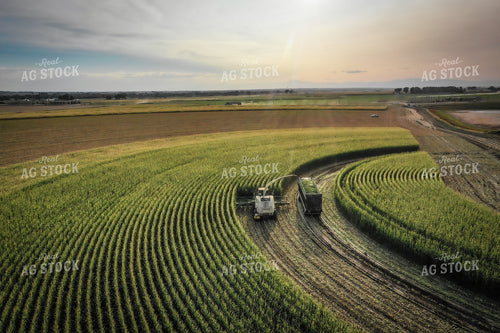 Silage Harvest 56021