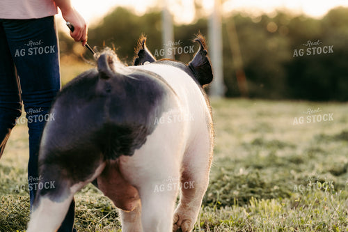 Working with Show Pig 68213