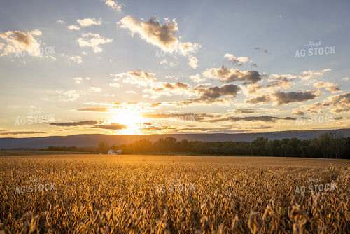 Scenic Sunset over Dried Soybean Field 270406