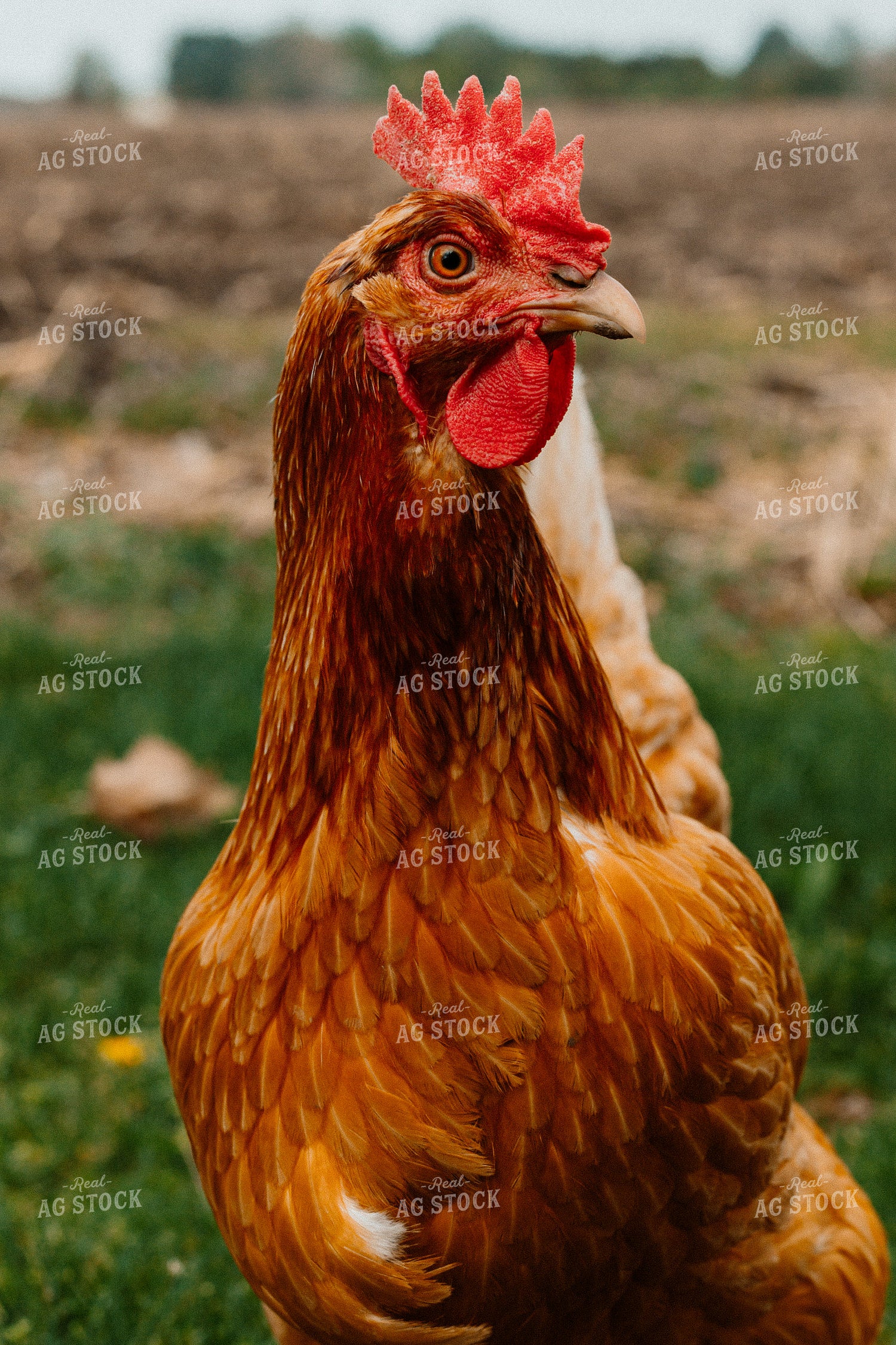 Pullet Laying Chicken 104070