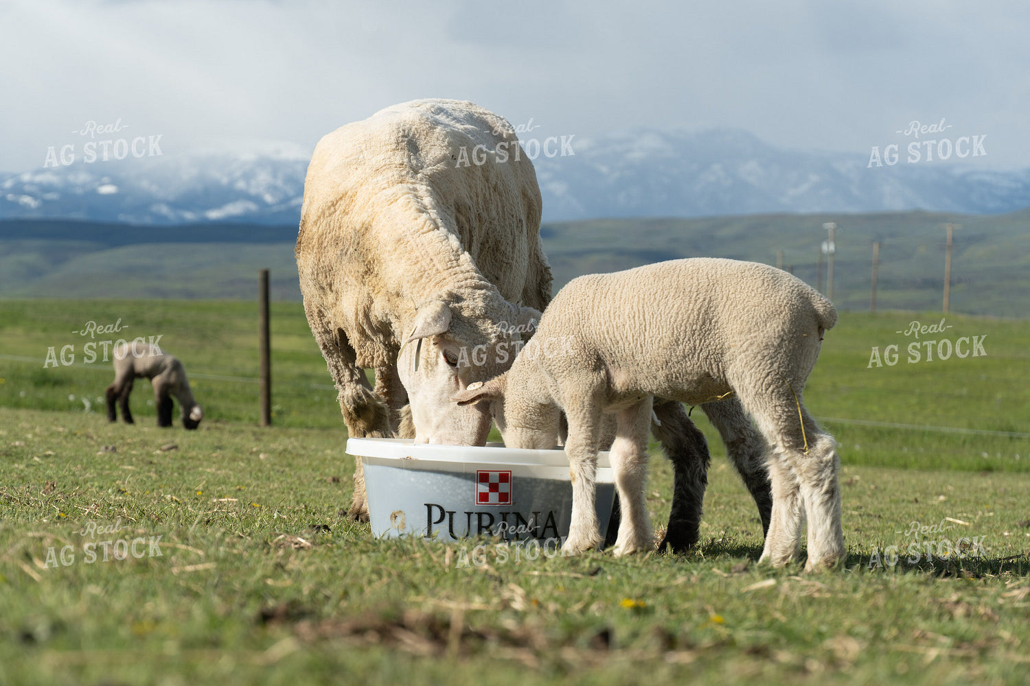 Sheep on Pasture with Mineral Tub 65614