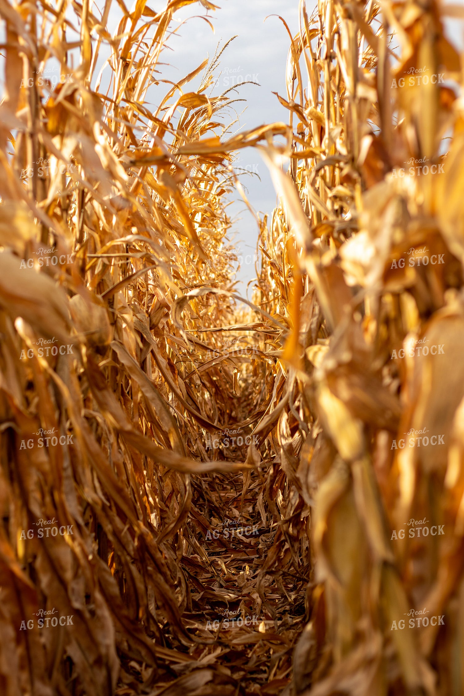 Dried Corn Field 67150
