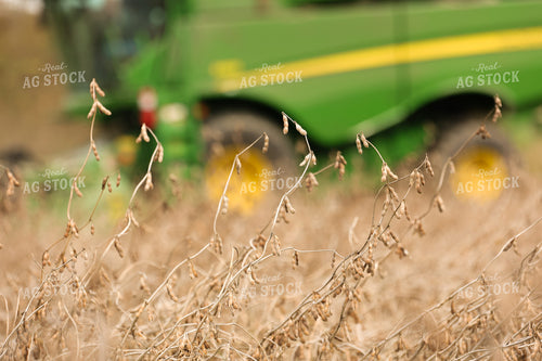 Dried Soybeans in Field 52493