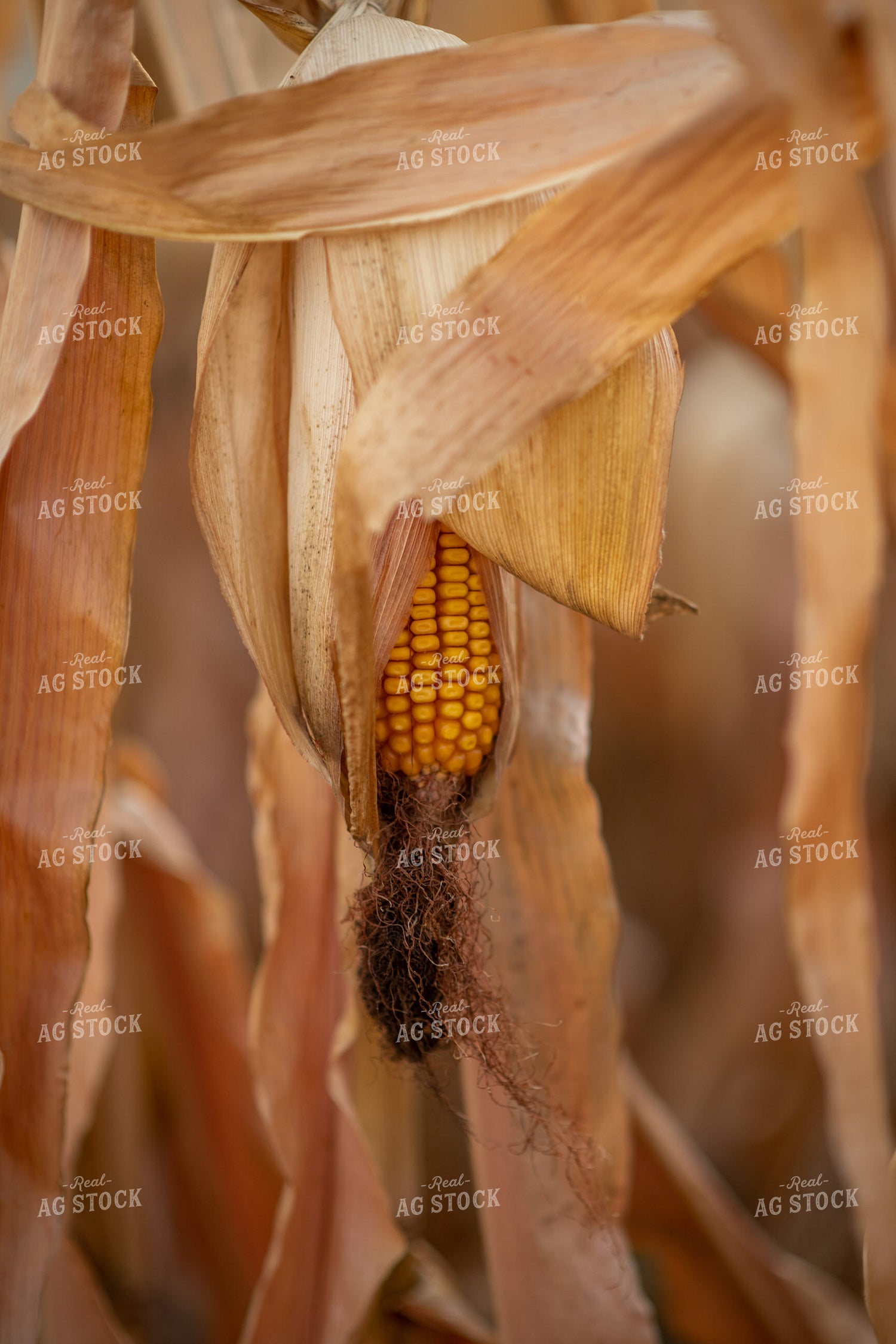 Dried Corn in Field 76335
