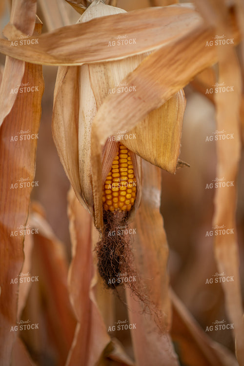 Dried Corn in Field 76335
