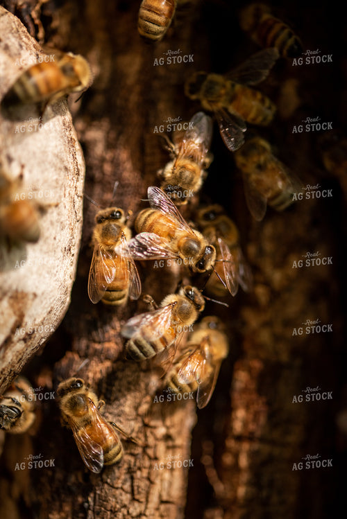 Bees 76407