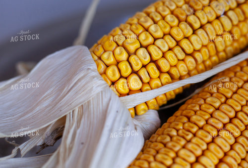 Dented Ear of Corn 132094