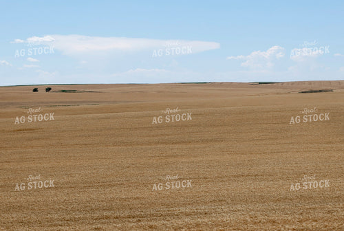 Rural Landscape 141622