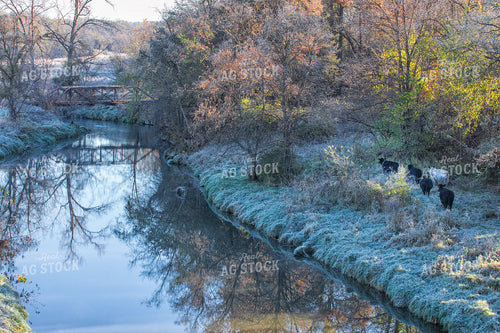 Creek by Cattle Pasture 145097