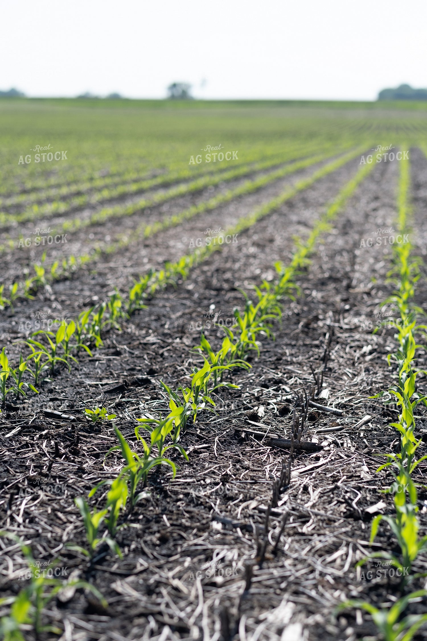 Early Season Corn 250168