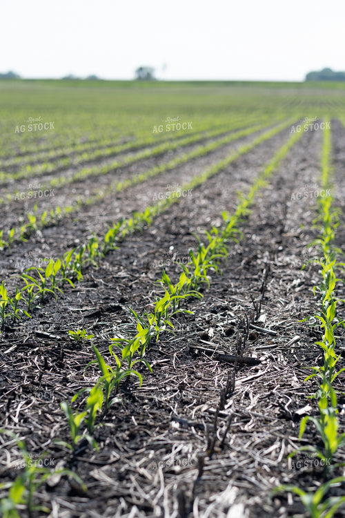 Early Season Corn 250168