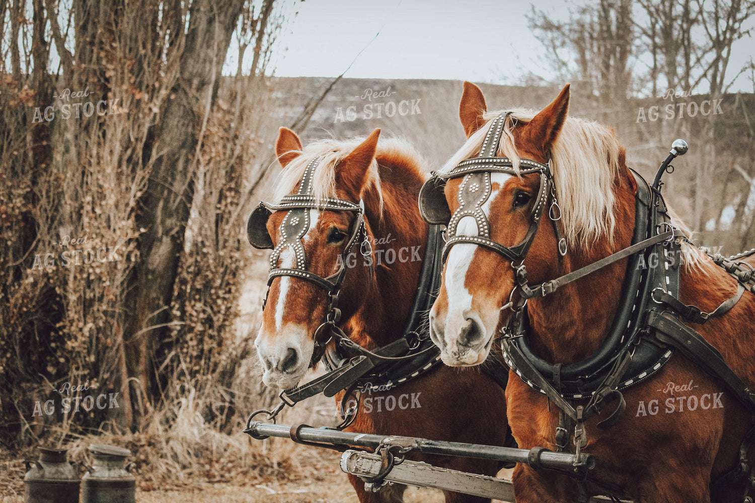 Side by Side Horses 78071