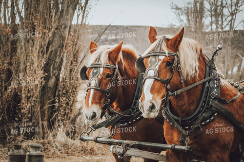 Side by Side Horses 78071