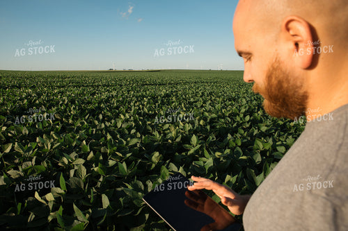 Farmer on iPad in Soybean Field 25970