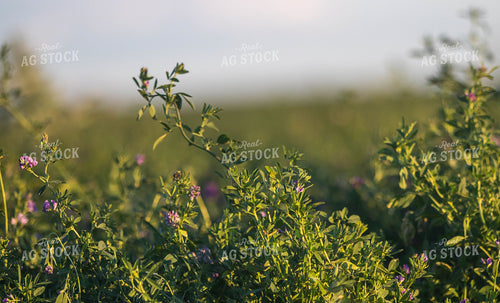 Alfalfa Plant 72057