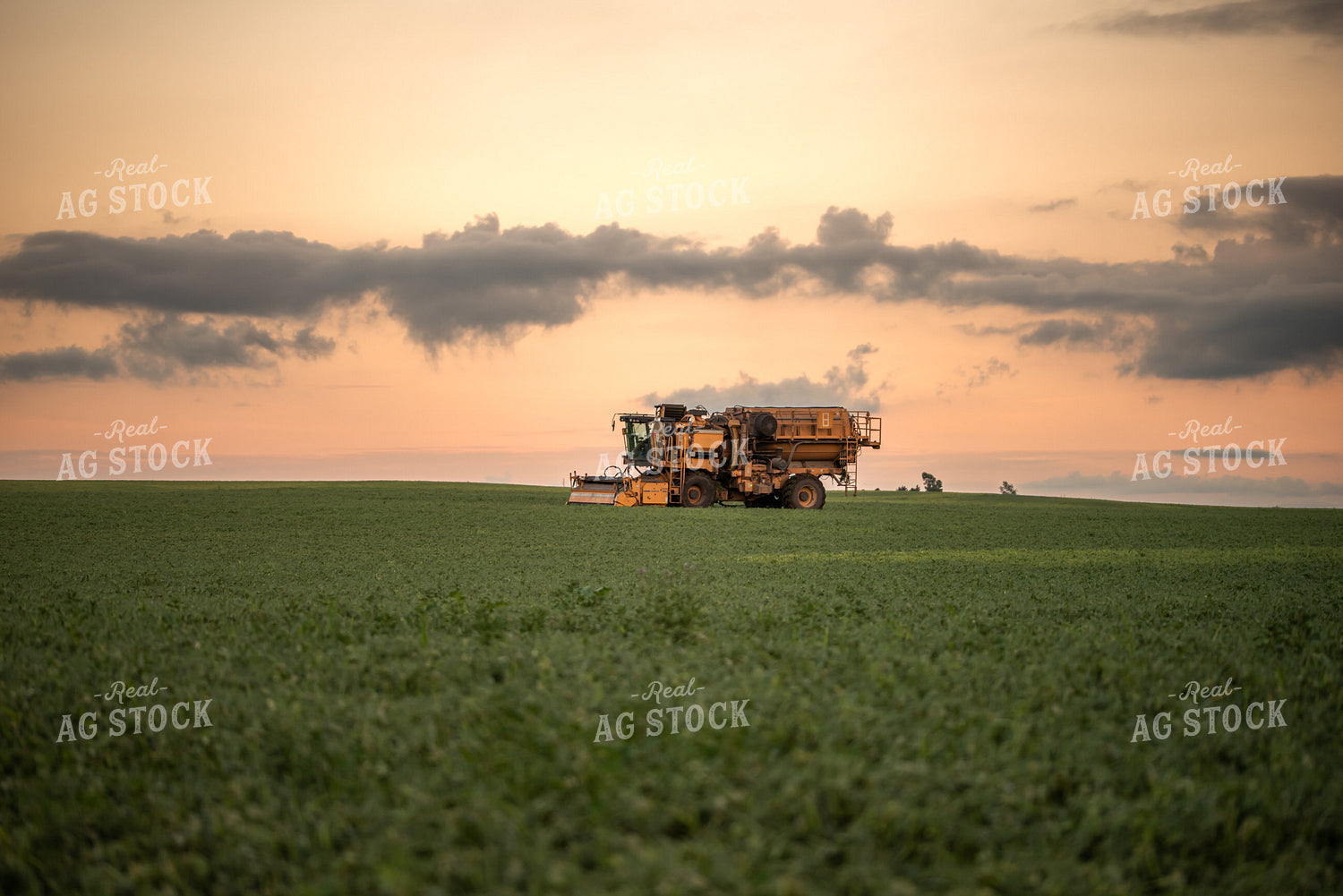 Harvesting Peas 76165