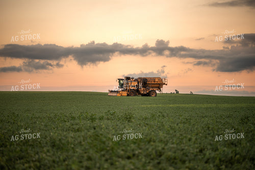 Harvesting Peas 76165