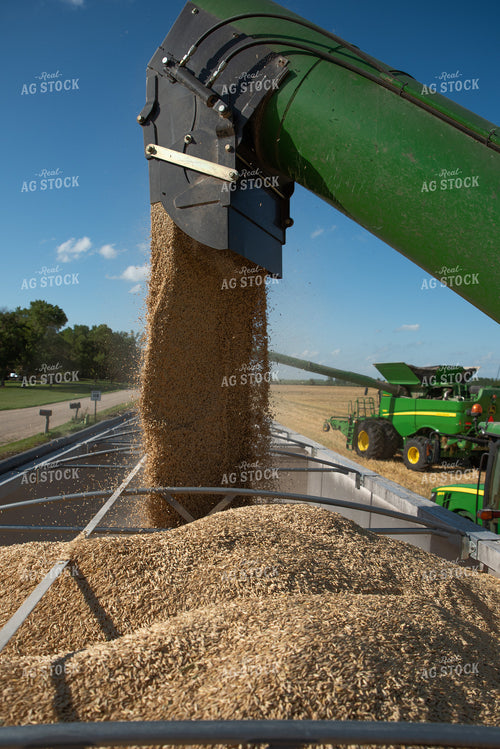 Harvested Oats Loaded into Semi 76080