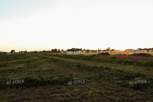 Windrowed Hay 83028