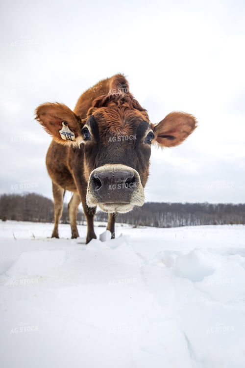 Jersey Cow in Snow 270667