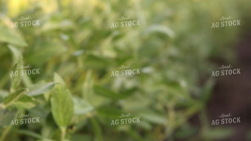 Soybean Video - Pod Focus 4925
