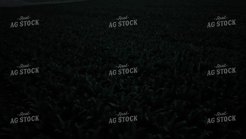 Corn Leaves Moving in the Wind at Night 239244