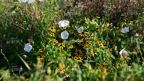 Bee Collecting Pollen from Wildflowers on CRP Land 25055