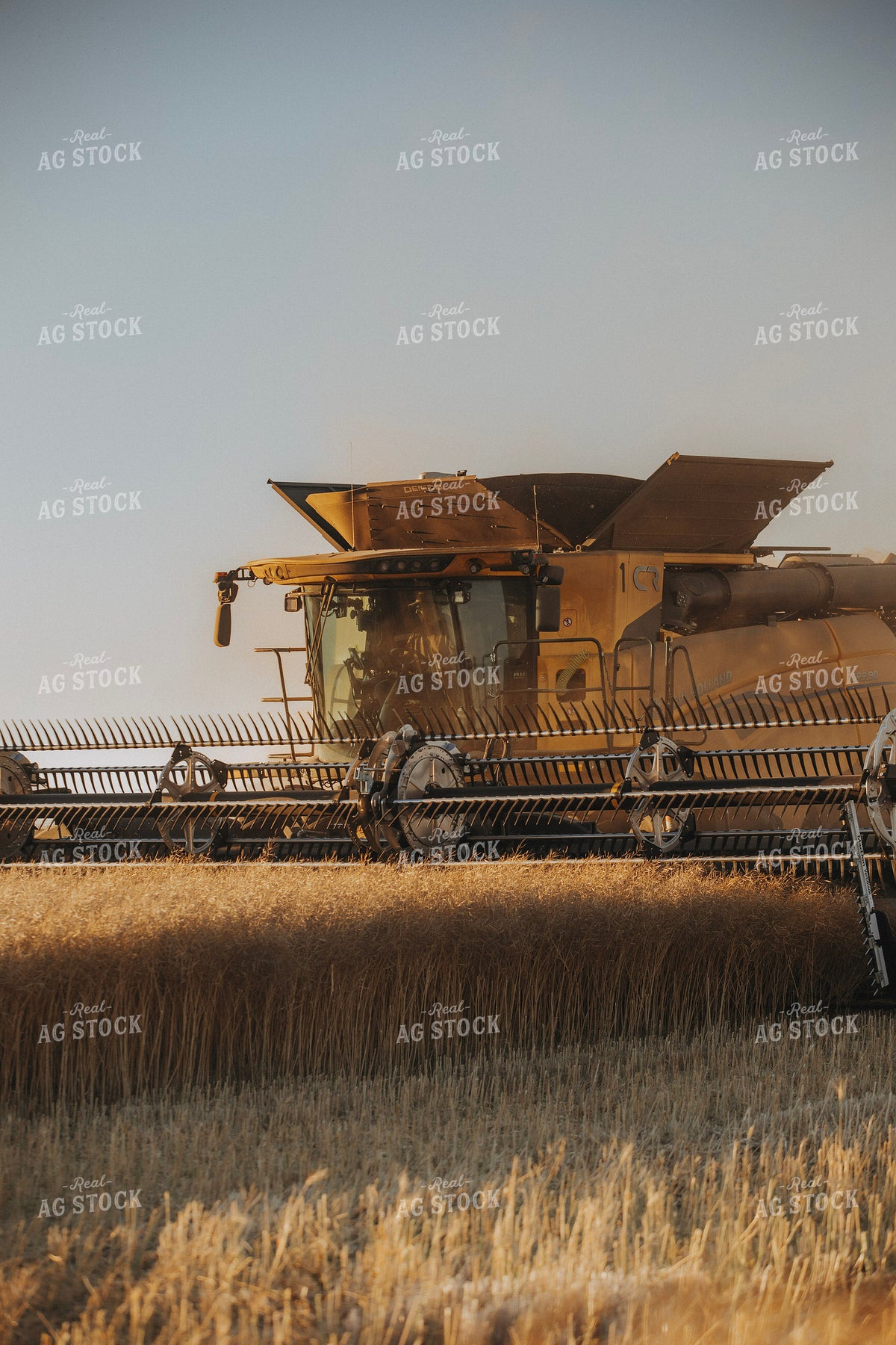 Canola Harvest 187413