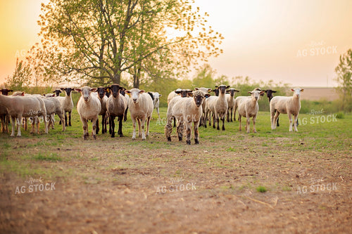 Sheep in Pasture 93172
