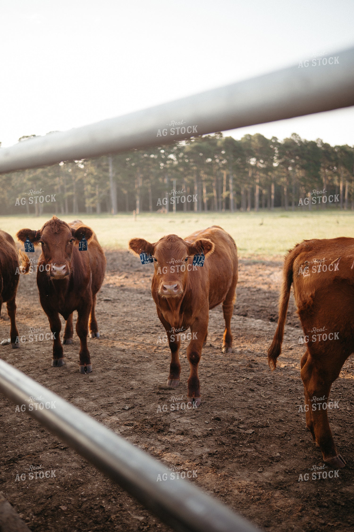 Angus Calves on Pasture 125332