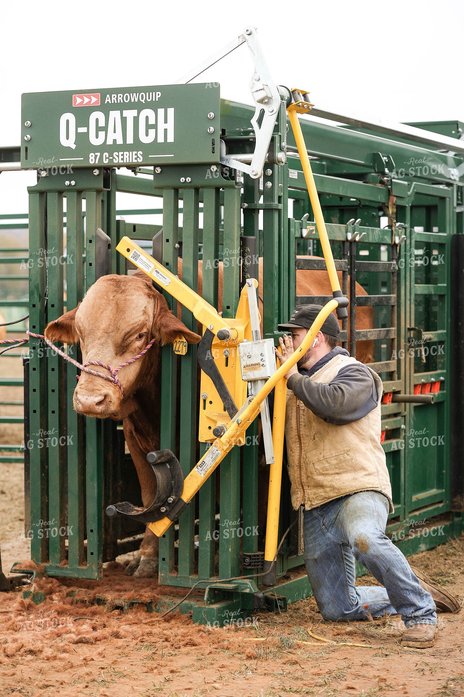 Rancher Working Cattle 230016