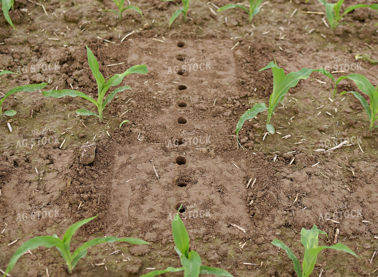 Soil Sampling 100064