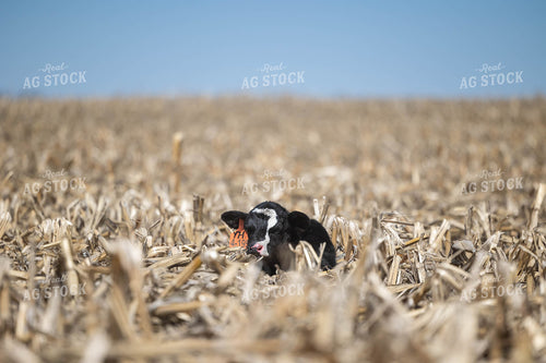 Calf on Cornstalks 72162