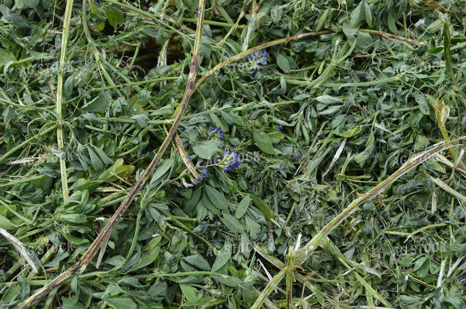 Cut Hay 206032