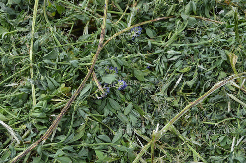 Cut Hay 206032
