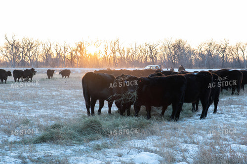 Cattle on Pasture in the Snow 223013