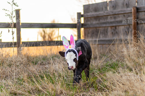 Calving Season 155554
