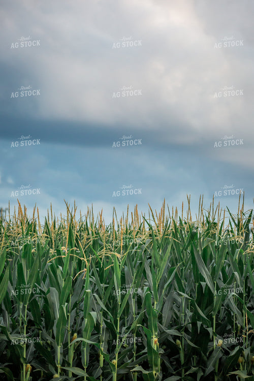 Midseason Corn 270176