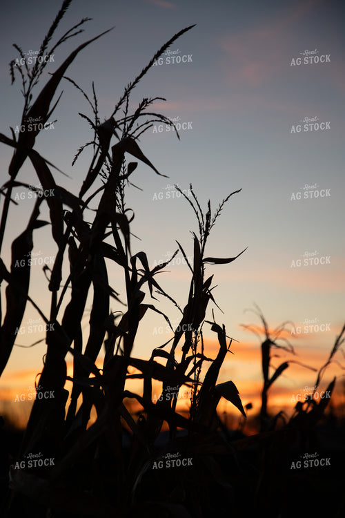 Dried Corn Tassels 142039