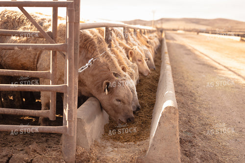 Charolais Cattle Eating in Feedlot 114071